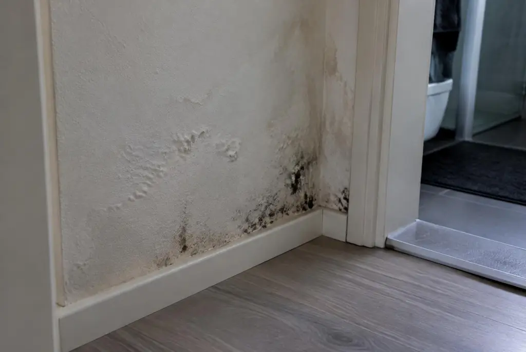 Lekdetectie Westbroek – vochtplek met schimmel op een muur